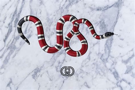 gucci snakes wallpaper|More.